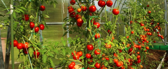 How To Start Tomato Farming