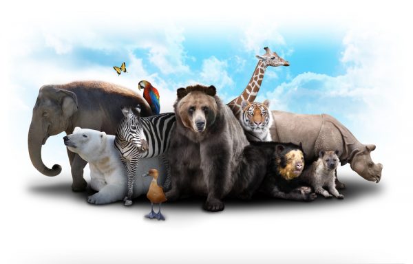 10 interesting facts about animals - www.connectnigeria.com