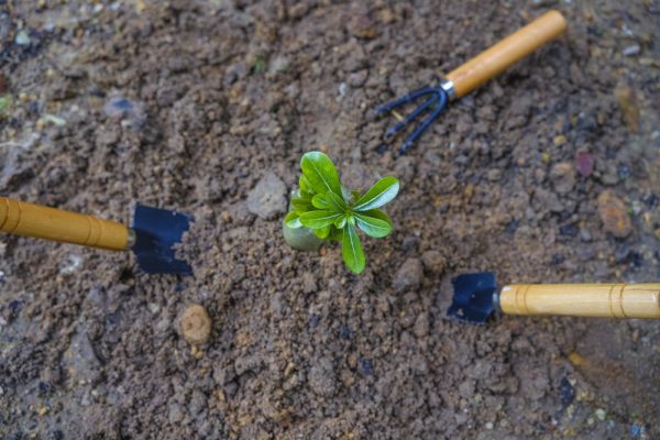4 Things to Consider Before Planting Your Trees - www.connectnigeria.com