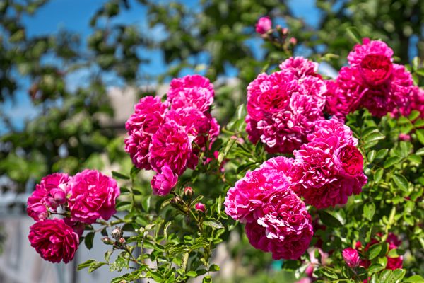 20 Commonly Grown Plants in Nigeria - www.connectnigeria.com