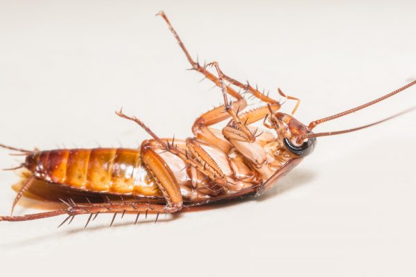 Lessons From the Cockroach - www.connectnigeria.com
