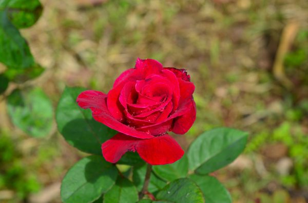 This Is How To Know Love---www.connectnigeria.com