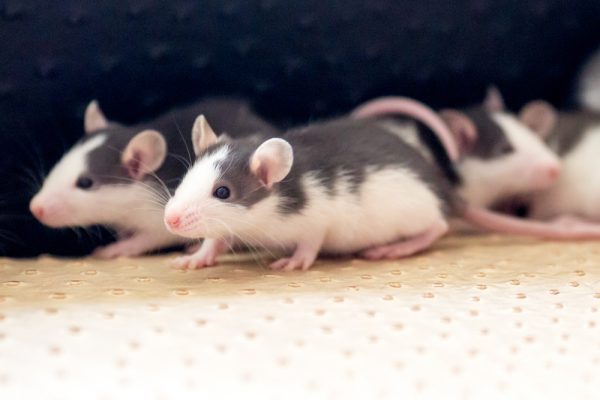 Fun Facts: 5 Things You Probably Didn't Know About Rats - www.connectnigeria.com