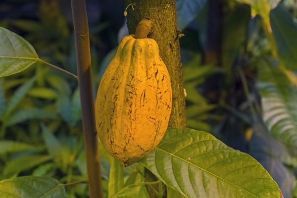 cocoa production