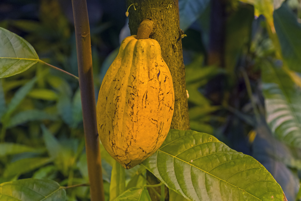 cocoa production
