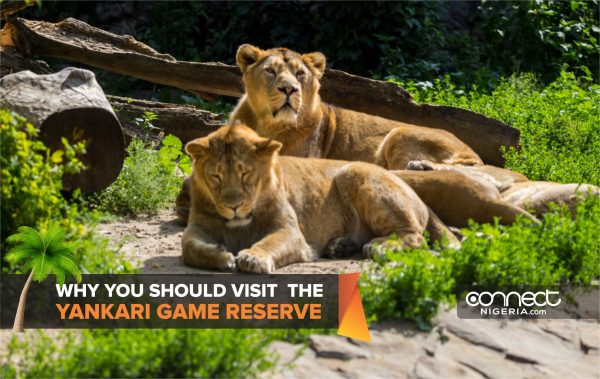 Why you should visit the Yankari Game Reserve