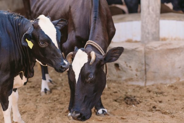 Nigeria's Billion Dollar Dairy Industry