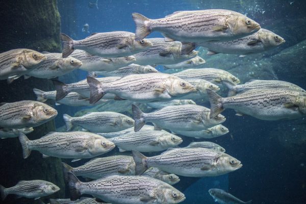 UK, Nigeria to Partner in Fish Farming