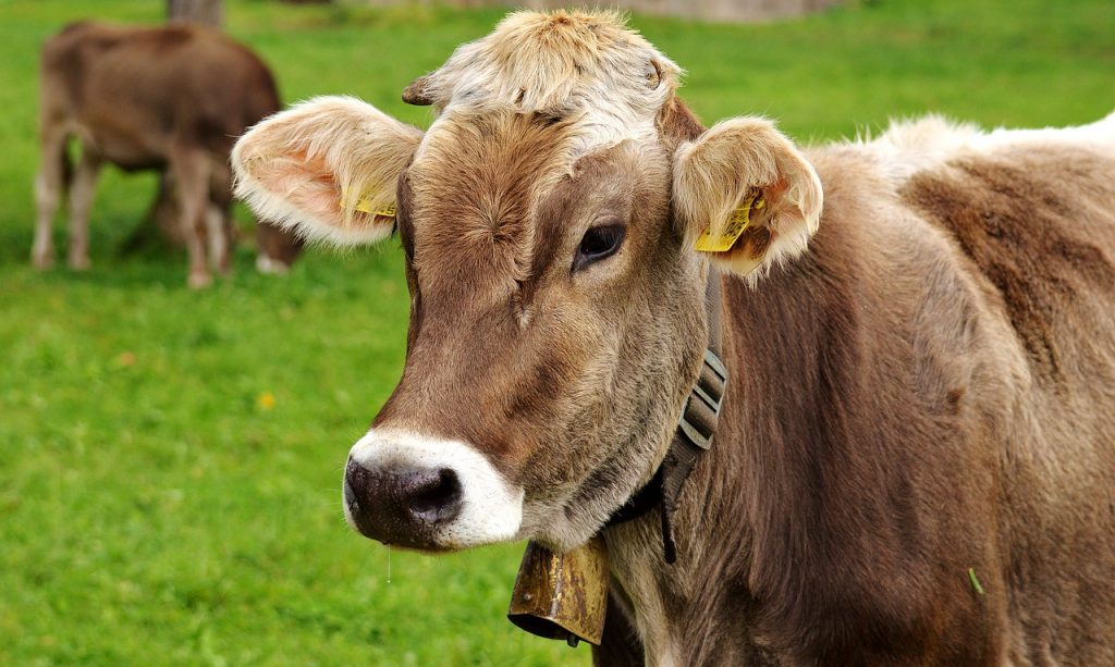 cow
