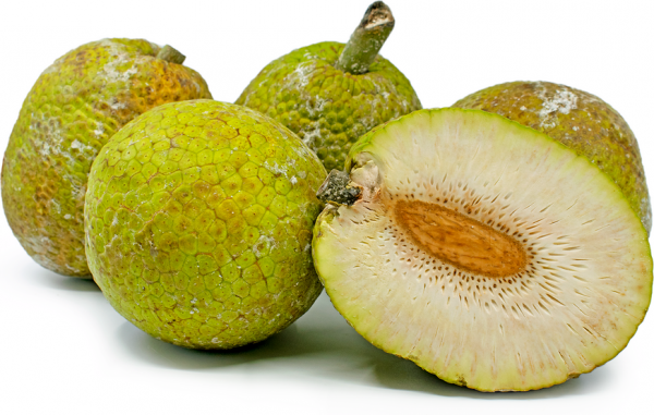 Breadfruit