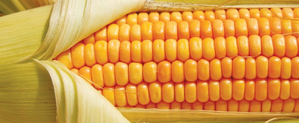 Maize_farming_and_production_in_Africa_4