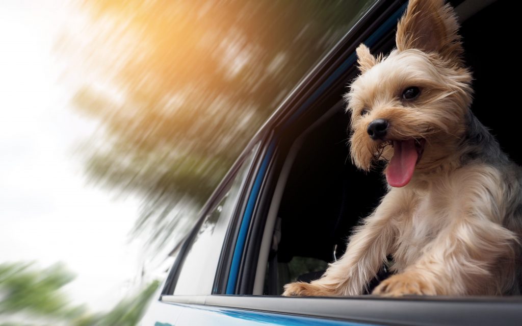 Travelling with pets