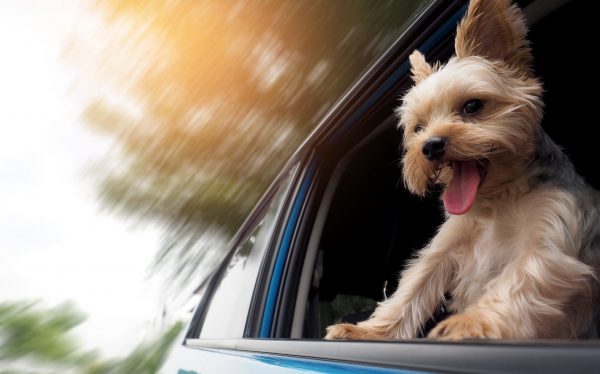 Travelling with pets