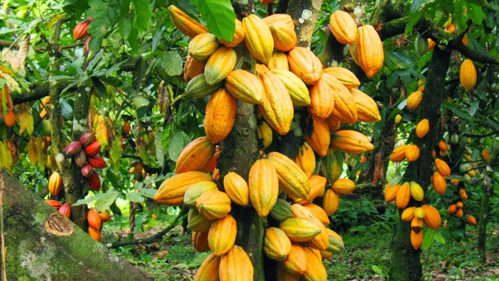 Cocoa Production