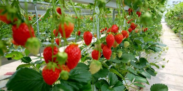 Strawberry Farm